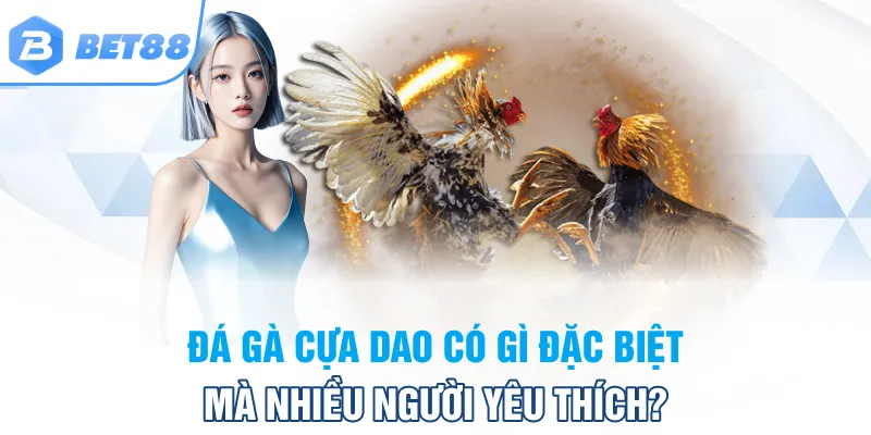 Đá gà cựa dao có gì đặc biệt mà nhiều người yêu thích?
