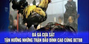 Đá gà cựa sắt