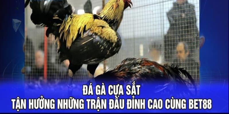 Đá gà cựa sắt