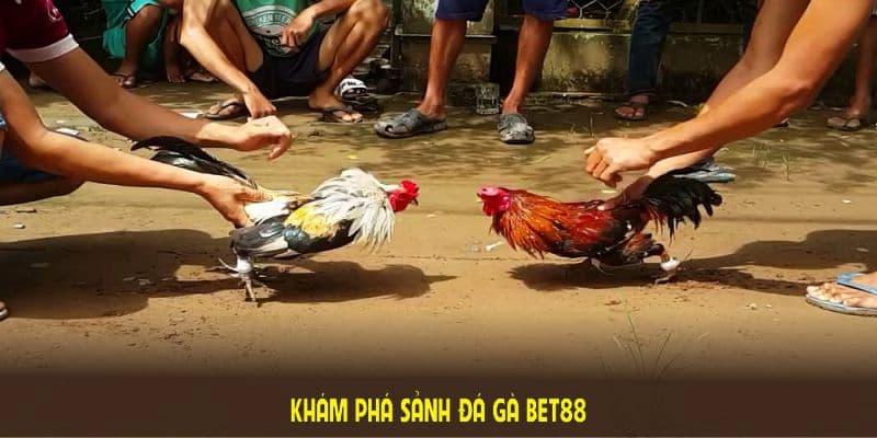 Quy trình tham gia vào danh mục chọi gà trực tuyến BET88 siêu nhanh gọn