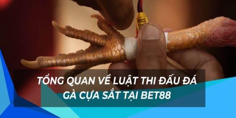 Quy luật tham gia cá cược đá gà cựa sắt tại nhà cái BET88
