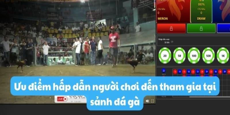 Thương hiệu cung cấp mức trả thưởng siêu cạnh tranh độc quyền sảnh đá gà