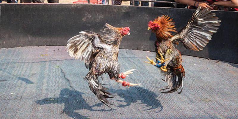 Những nét chính trong hình thức đá gà thomo