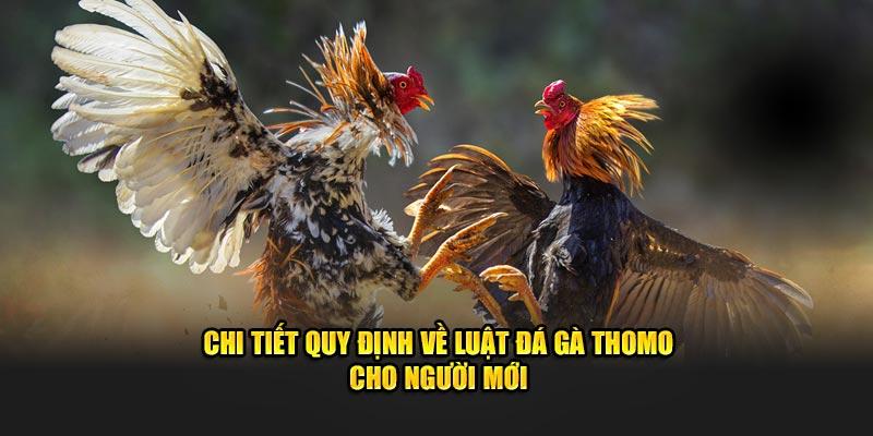 Hướng dẫn chi tiết luật đá gà thomo dễ hiểu