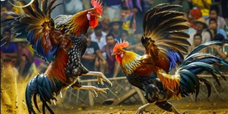 Tìm hiểu thời gian thi trong giải đấu đá gà