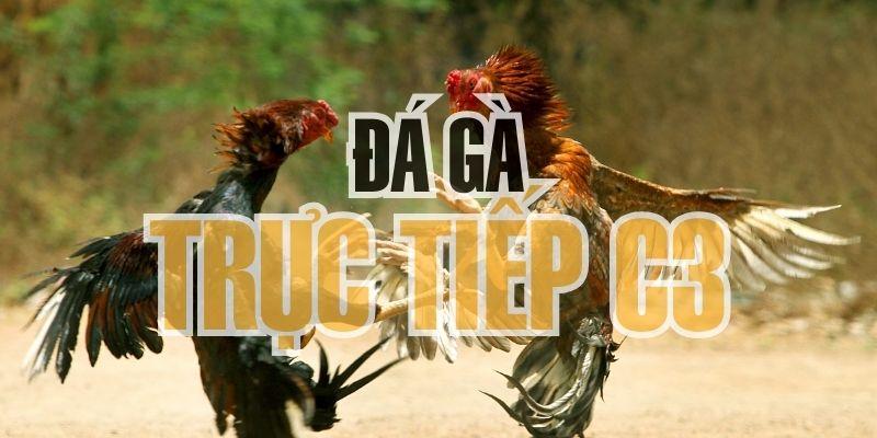 Đá gà trực tiếp C3